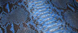 deep blue Raffaello python
