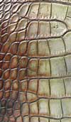 Care of crocodile skin