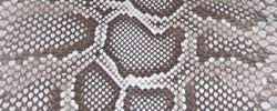 Ice python couleur