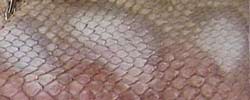 Pythone Country color Land
